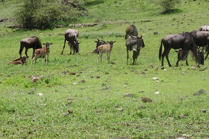 Ngorongoro Crater Day Tour — Full-Day Wildlife Safari from Arusha photo 3