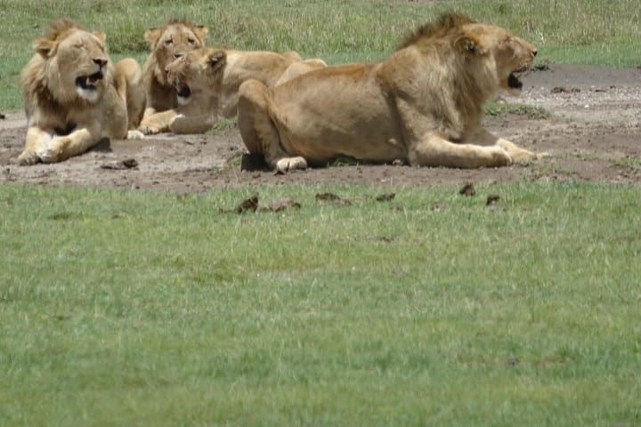Ngorongoro Crater Day Tour — Full-Day Wildlife Safari from Arusha photo 4