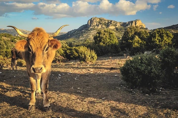 Jeep Tour Between Land & Sea: Orosei to Capo Comino 4x4 Adventure