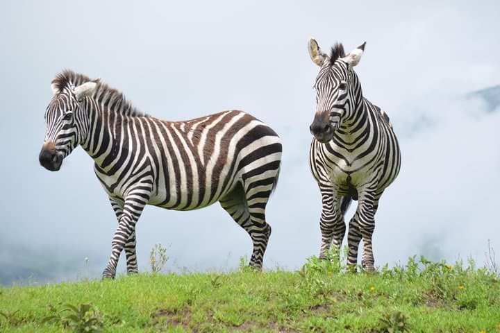 4-Day Authentic Honeymoon Safari — Serengeti & Ngorongoro Crater photo 2