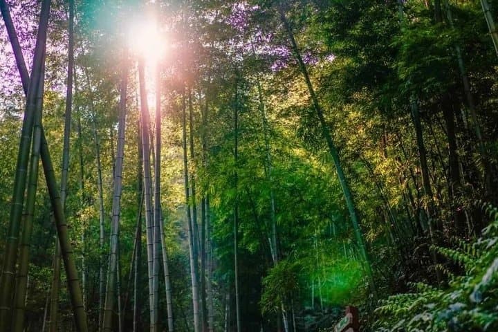 Two-Day Shunan Bamboo Sea Farmhouse Stay — Overnight Bamboo Forest Escape from Chengdu