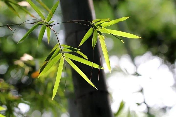 Two-Day Shunan Bamboo Sea Farmhouse Stay — Overnight Bamboo Forest Escape from Chengdu photo 2