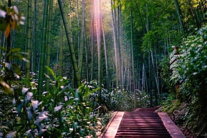 Two-Day Shunan Bamboo Sea Farmhouse Stay — Overnight Bamboo Forest Escape from Chengdu photo 3