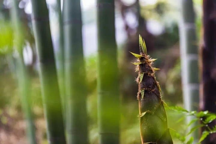 Two-Day Shunan Bamboo Sea Farmhouse Stay — Overnight Bamboo Forest Escape from Chengdu photo 4