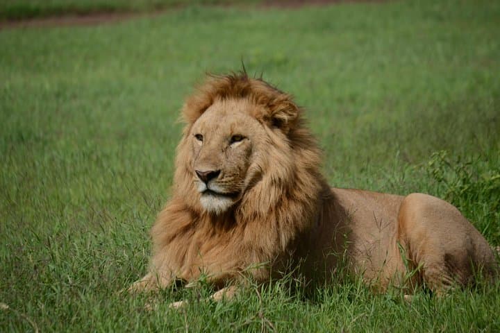5-Day Northern Tanzania Safari: Tarangire, Serengeti, Ngorongoro & Lake Manyara photo 5