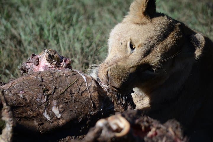 5-Day Northern Tanzania Safari: Tarangire, Serengeti, Ngorongoro & Lake Manyara