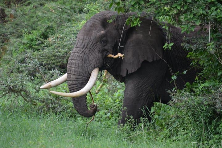 5-Day Northern Tanzania Safari: Tarangire, Serengeti, Ngorongoro & Lake Manyara photo 4