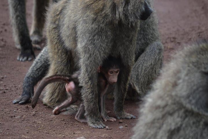 5-Day Northern Tanzania Safari: Tarangire, Serengeti, Ngorongoro & Lake Manyara photo 6