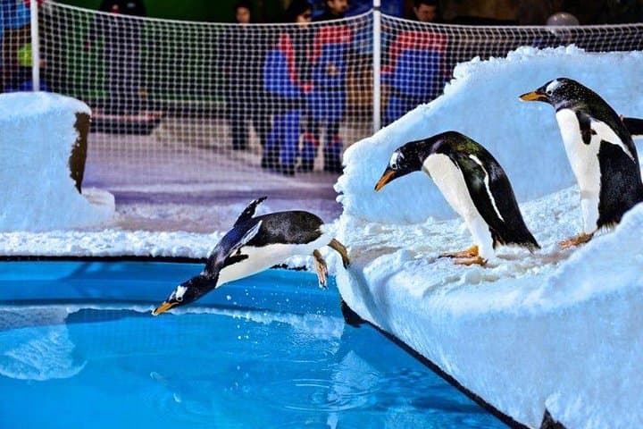 Ski Dubai Snow Plus: Indoor Skiing, Snow Park & Penguin Encounters with Transfers
