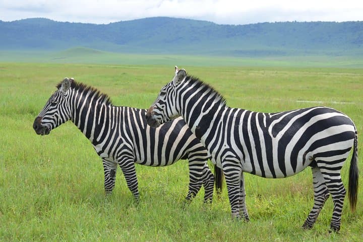 3-Day Serengeti & Ngorongoro Lodge Safari: Big Five Game Drives from Arusha photo 2