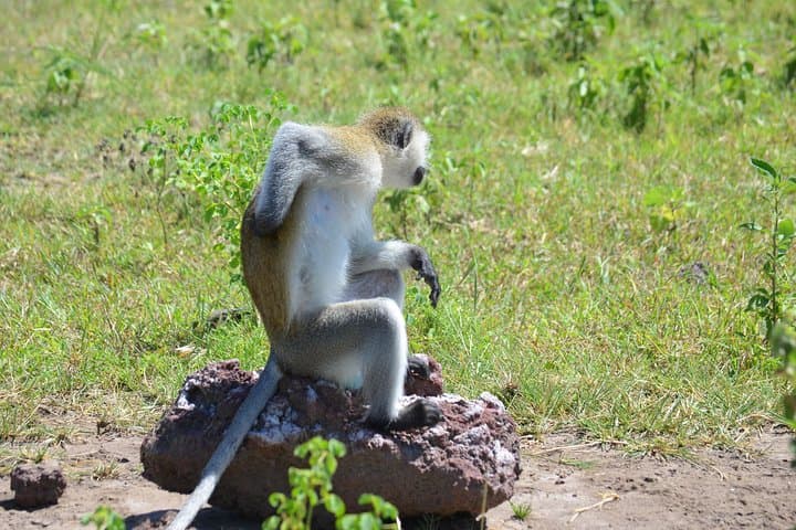 3-Day Serengeti & Ngorongoro Lodge Safari: Big Five Game Drives from Arusha photo 4