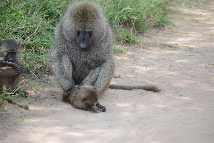 3-Day Serengeti & Ngorongoro Lodge Safari: Big Five Game Drives from Arusha photo 6
