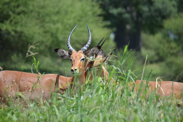 3-Day Serengeti & Ngorongoro Lodge Safari: Big Five Game Drives from Arusha photo 5