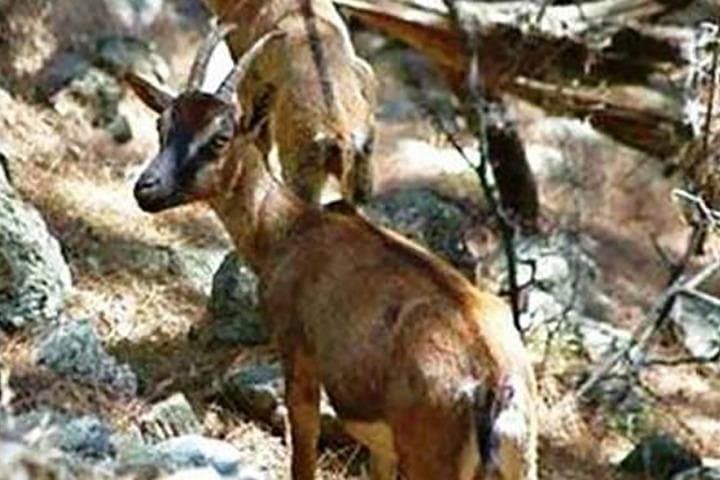 Samaria Gorge Full-Day Hike from Heraklion, Crete photo 6