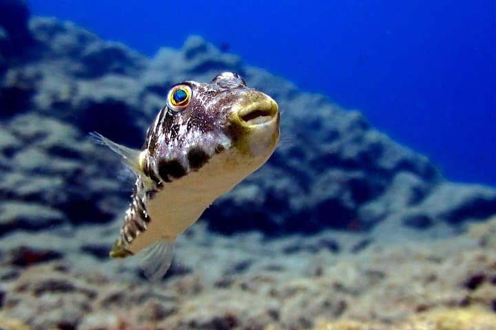 Guided Recreational Dives Off Tenerife: Explore Canarian Sealife