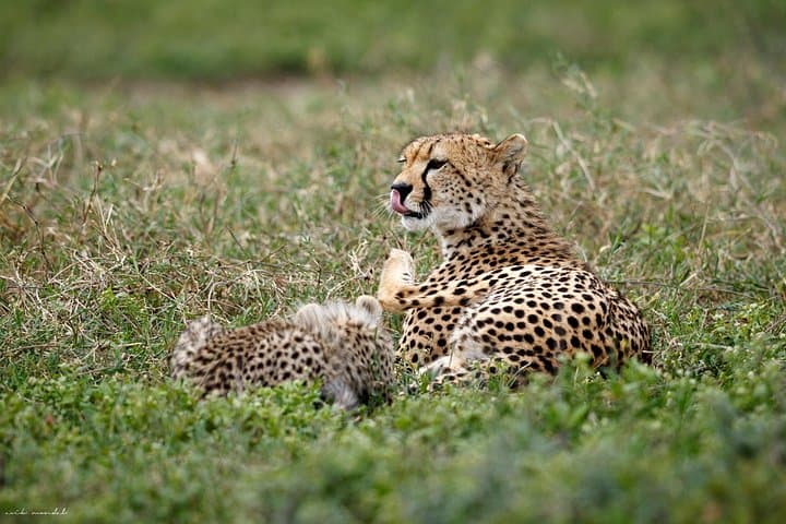 3-Day Luxury Lodge Safari: Tarangire, Manyara & Ngorongoro from Arusha photo 3