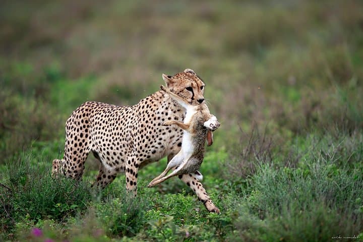3-Day Luxury Lodge Safari: Tarangire, Manyara & Ngorongoro from Arusha photo 4
