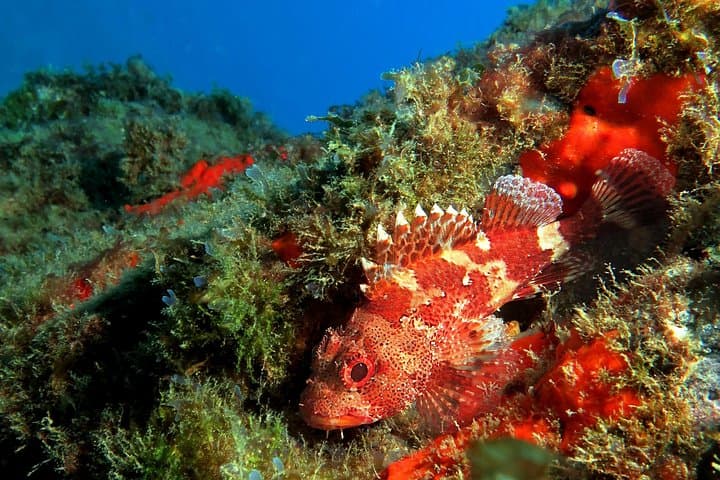 Guided Recreational Dives Off Tenerife: Explore Canarian Sealife photo 2