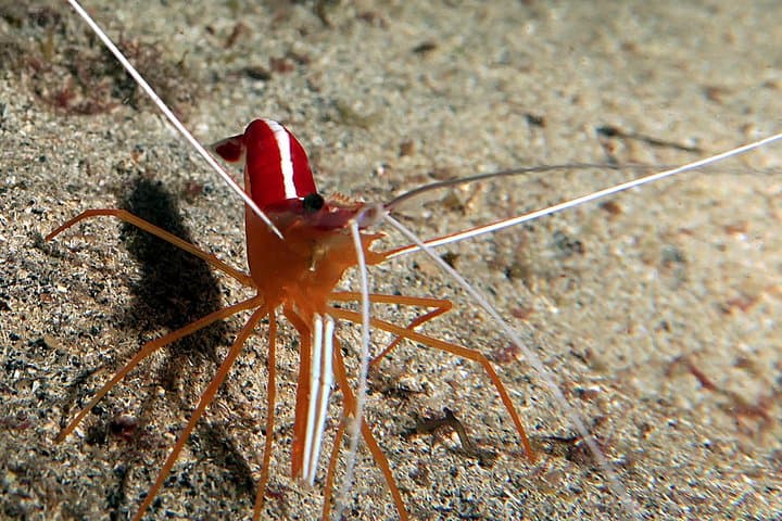 Guided Recreational Dives Off Tenerife: Explore Canarian Sealife photo 3