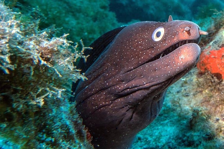 Guided Recreational Dives Off Tenerife: Explore Canarian Sealife photo 4
