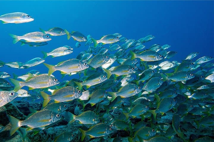 Guided Recreational Dives Off Tenerife: Explore Canarian Sealife photo 5
