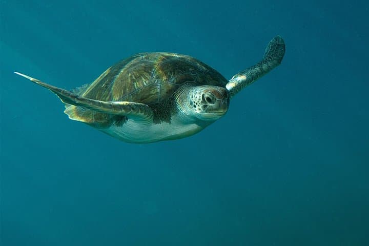 Guided Recreational Dives Off Tenerife: Explore Canarian Sealife photo 6