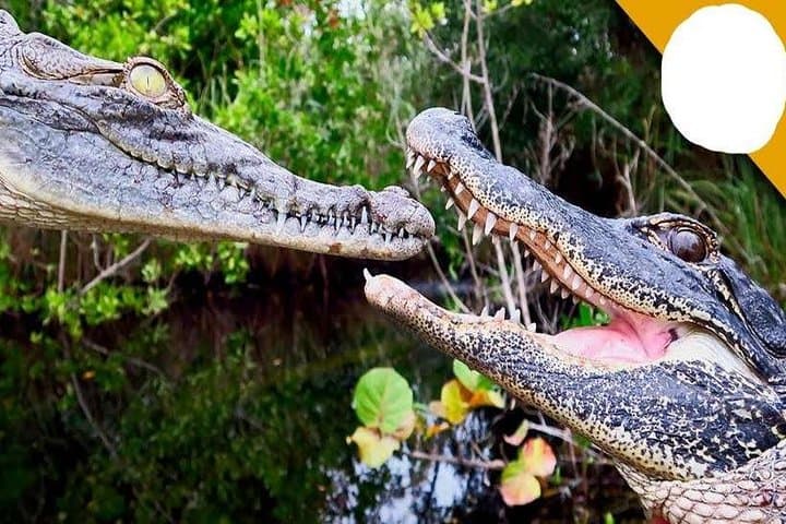 Gwalior to Morena Gharial Eco Park Day Trip: Watch Hatchling Gharials and Tortoises photo 2