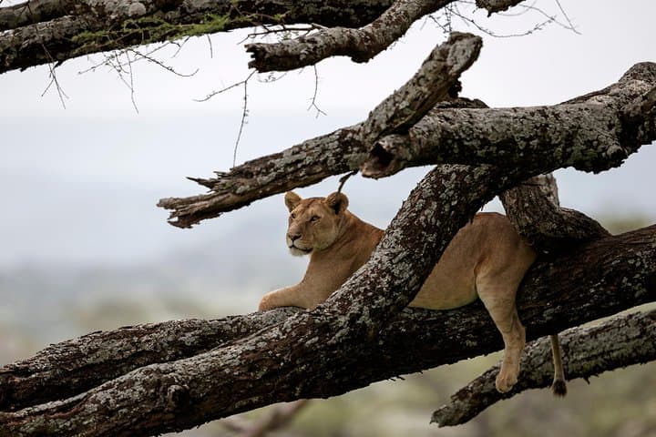 3-Day Luxury Lodge Safari: Tarangire, Manyara & Ngorongoro from Arusha photo 1