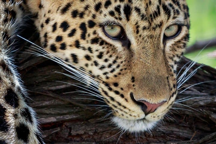 3-Day Luxury Lodge Safari: Tarangire, Manyara & Ngorongoro from Arusha photo 2