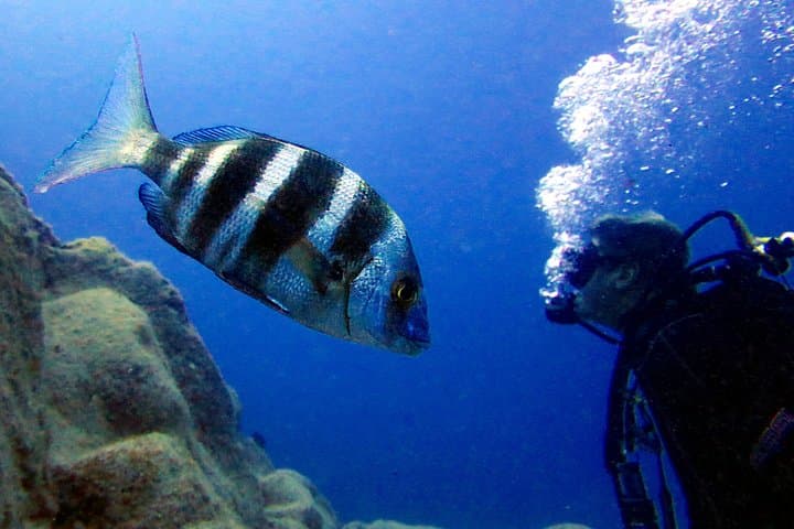 PADI Open Water Certification in Tenerife — Learn to Dive to 18m