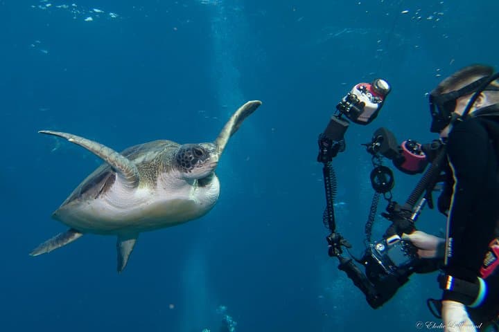 Tenerife Underwater Photography Course — Two-Day Specialty Dive to Master Your Style