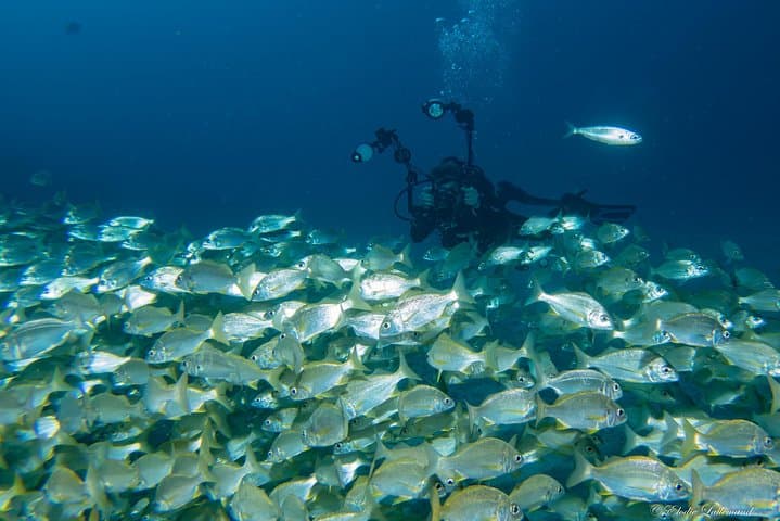 Tenerife Underwater Photography Course — Two-Day Specialty Dive to Master Your Style photo 5