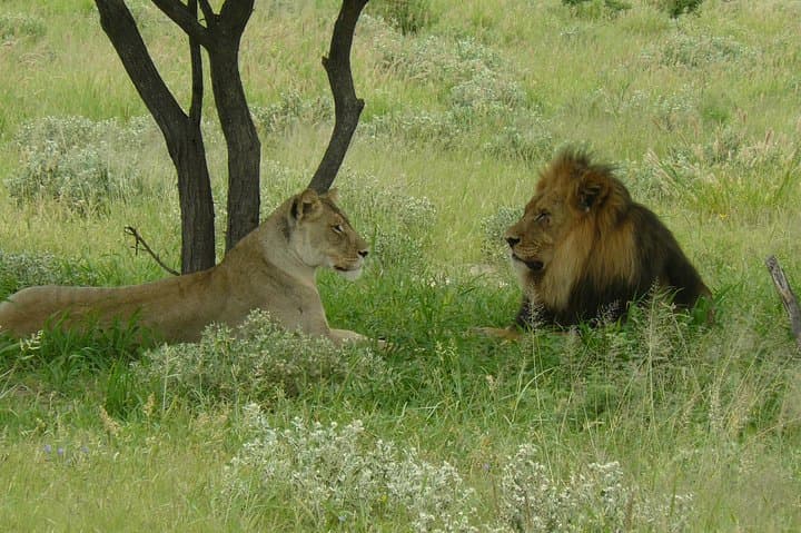 Full-Day Chobe Game Drive from Victoria Falls — Riverfront Elephants & Big Cats photo 6