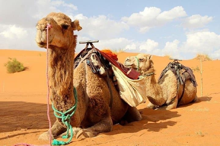 Day Trip to Agafay Desert and Atlas Mountains with Camel Ride from Marrakech photo 4