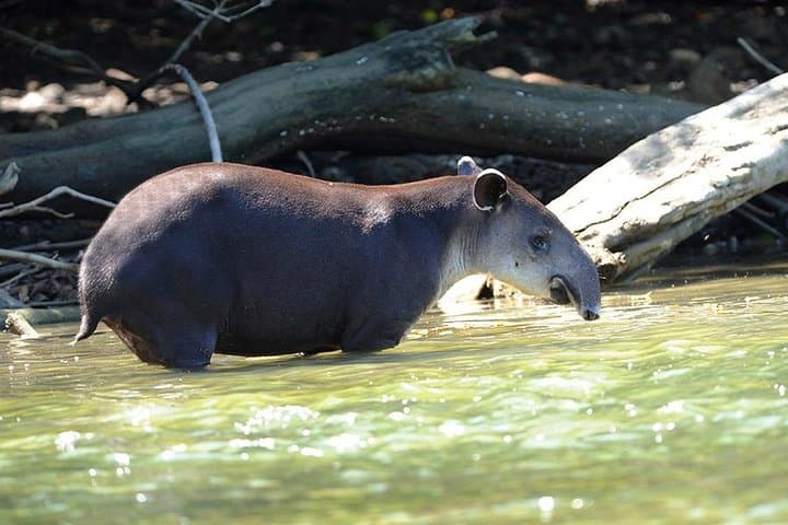 Drake Bay & Corcovado: 2-Night Wildlife Immersion on Costa Rica's Osa Peninsula photo 2