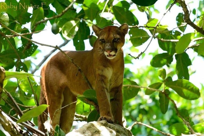 Drake Bay & Corcovado: 2-Night Wildlife Immersion on Costa Rica's Osa Peninsula photo 4