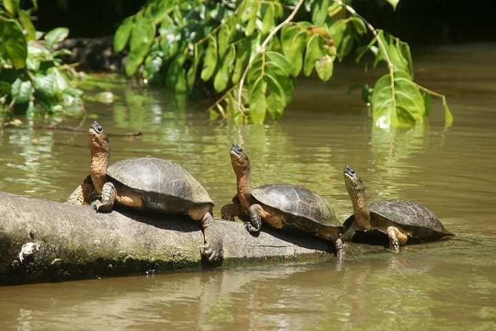 Tortuguero National Park: 1-Night Canal Adventure From San José photo 3
