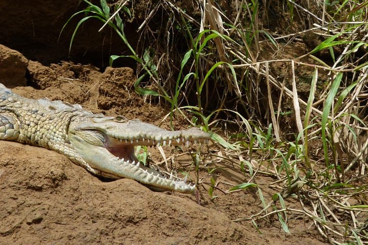 Tortuguero National Park: 1-Night Canal Adventure From San José photo 4