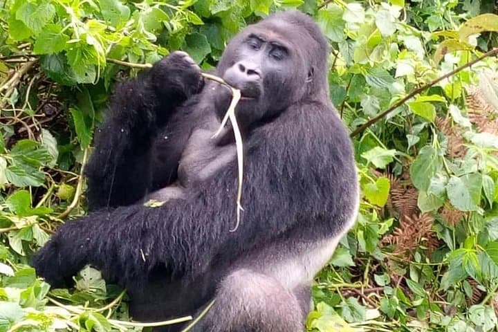 One-Day Gorilla Trekking in Rwanda: Volcanoes National Park Permit & Trek Guide photo 2