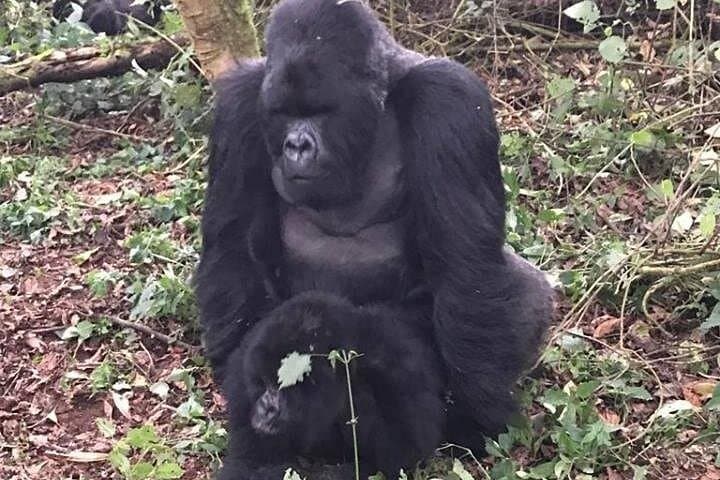 One-Day Gorilla Trekking in Rwanda: Volcanoes National Park Permit & Trek Guide photo 5
