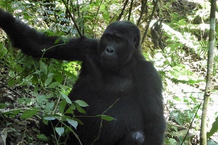 One-Day Gorilla Trekking in Rwanda: Volcanoes National Park Permit & Trek Guide photo 6