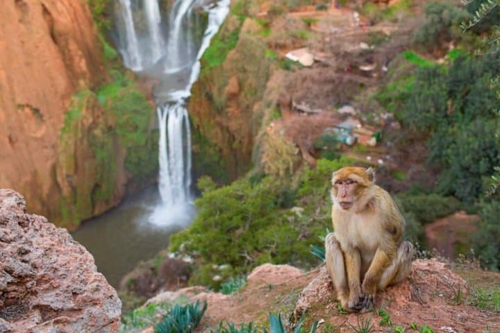 Ouzoud Waterfalls Day Trip from Marrakech — Cascades d'Ouzoud Guide photo 5