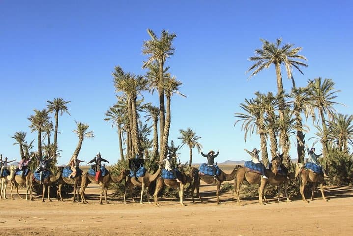 Sunset Camel Ride in Marrakech Palm Oases — 2-Hour Dromedary Experience photo 3