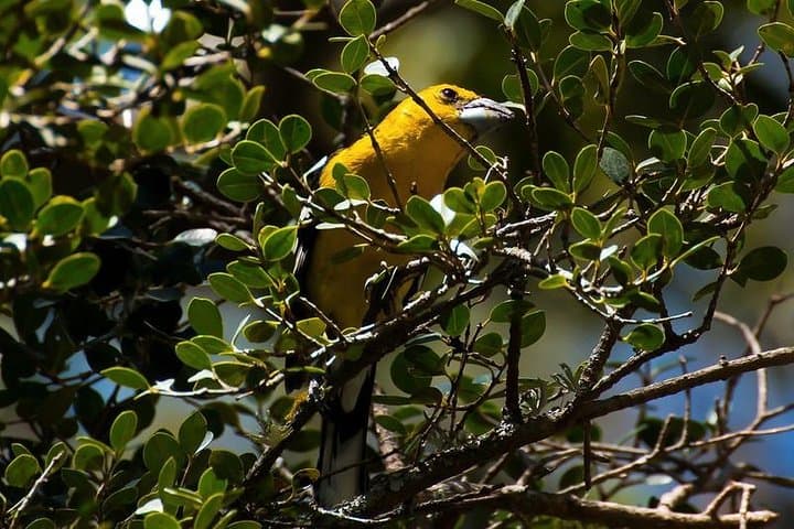 Antisana Volcano Day Tour from Quito — Condors, Paramo Hike & La Mica Lake photo 6
