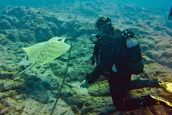 PADI Open Water Certification in Tenerife — Learn to Dive to 18m photo 5