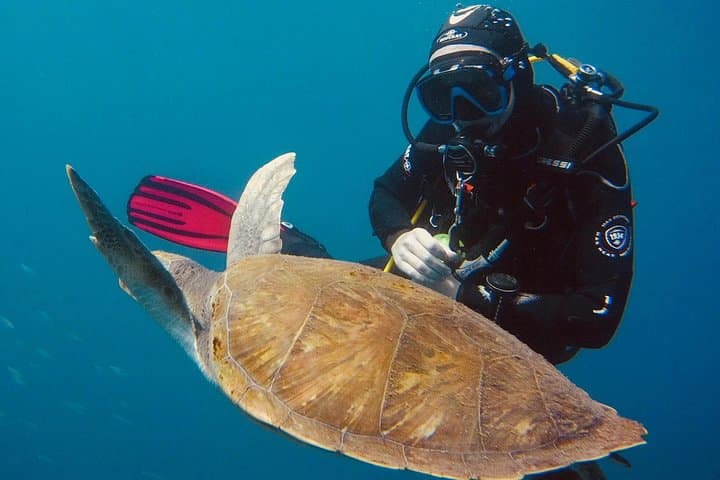 PADI Open Water Certification in Tenerife — Learn to Dive to 18m photo 6
