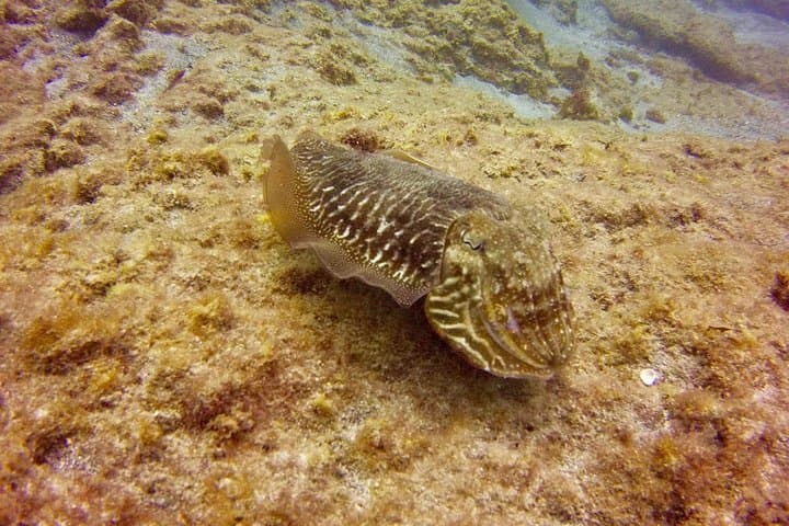 Discover Scuba Diving in Tenerife: First Step to PADI Open Water photo 6