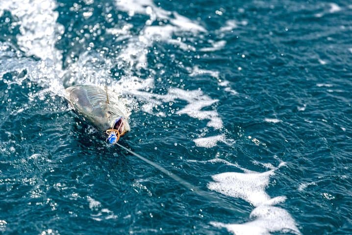 Full-Day Nassau Fishing & Snorkel Charter — Swim with Turtles on a 40' Mega Bite photo 2