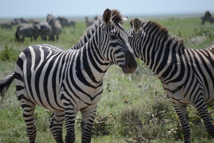 3-Day Private Safari: Tarangire, Ngorongoro Crater & Lake Manyara photo 2