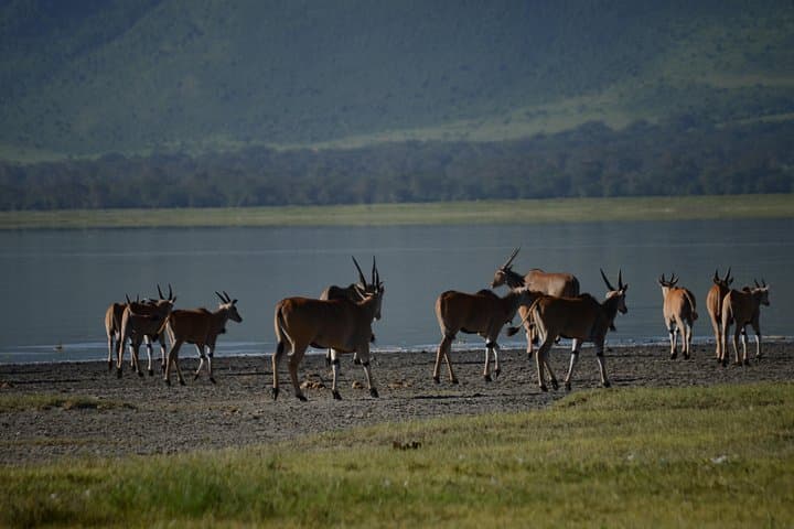 3-Day Private Safari: Tarangire, Ngorongoro Crater & Lake Manyara photo 3